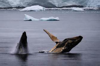Fred.Olsen Cruise Lines Balmoral Whales in Antarctica ©Fred.Olsen Cruise Lines.jpg